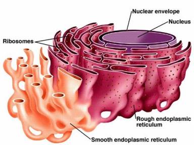 endoplasmic-reticulum
