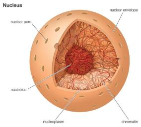 nucleus_cell